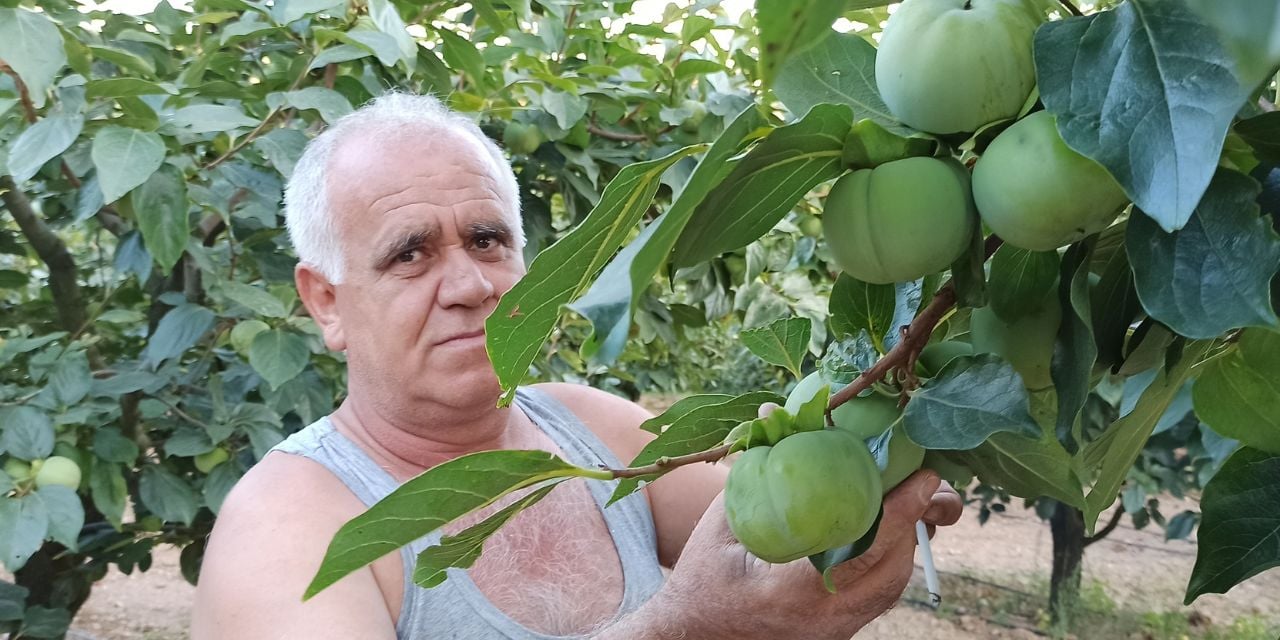 Trabzon hurması, kiraz ve fındık yetiştirirken yılda 100 bin TL tasarruf sağladı!