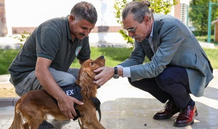 Erdal Beşikçioğlu yaşatmayı seçti! Sokak köpeklerini belediyede görevlendirdi