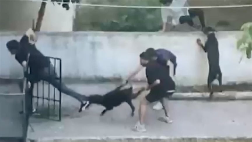 Maltepe'de pitbull cinsi köpeğin bir kişiye saldırması kamerada!