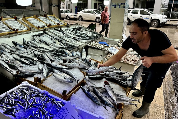 Balık tezgahlarında palamut hamsi ve çinekop bolluğu yaşanıyor