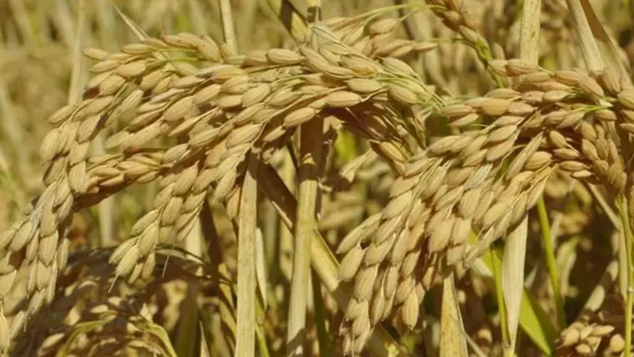 120 günde yetişiyor. Verimi bol olunca dekar başına 850 kilogram ürün toplandı