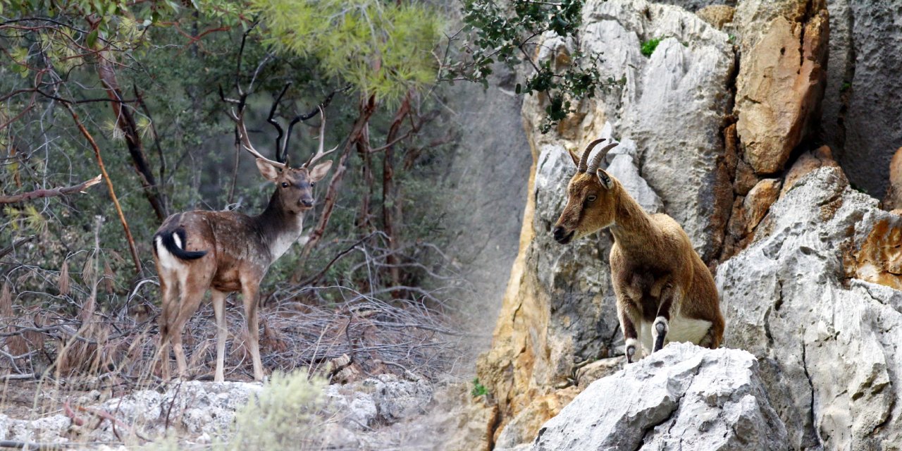 'Av' adı altında katliam turizmi başladı