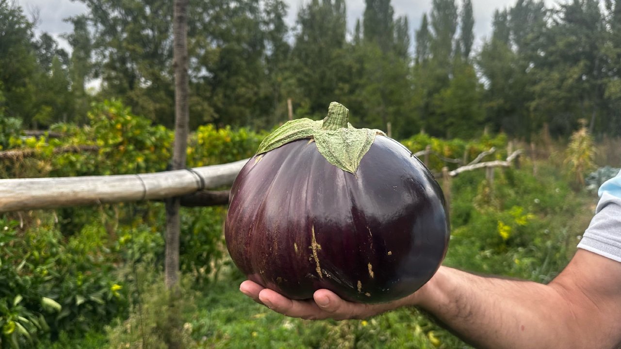 Hobi hahçesinin 2 kilo 200 gramlık dev gururu: Bakmayın iriliğine bu patlıcan organik