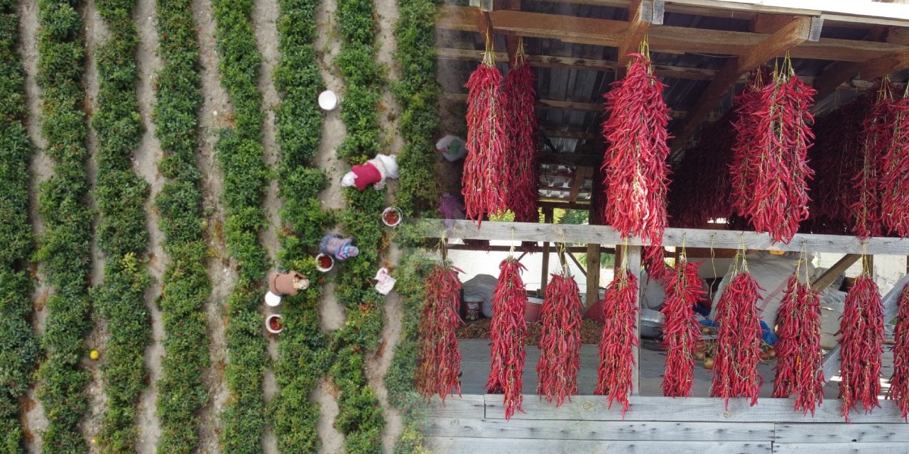 Osmanlı'dan günümüze balkondan da sofraya! Tescilli acı biberin hikayesi