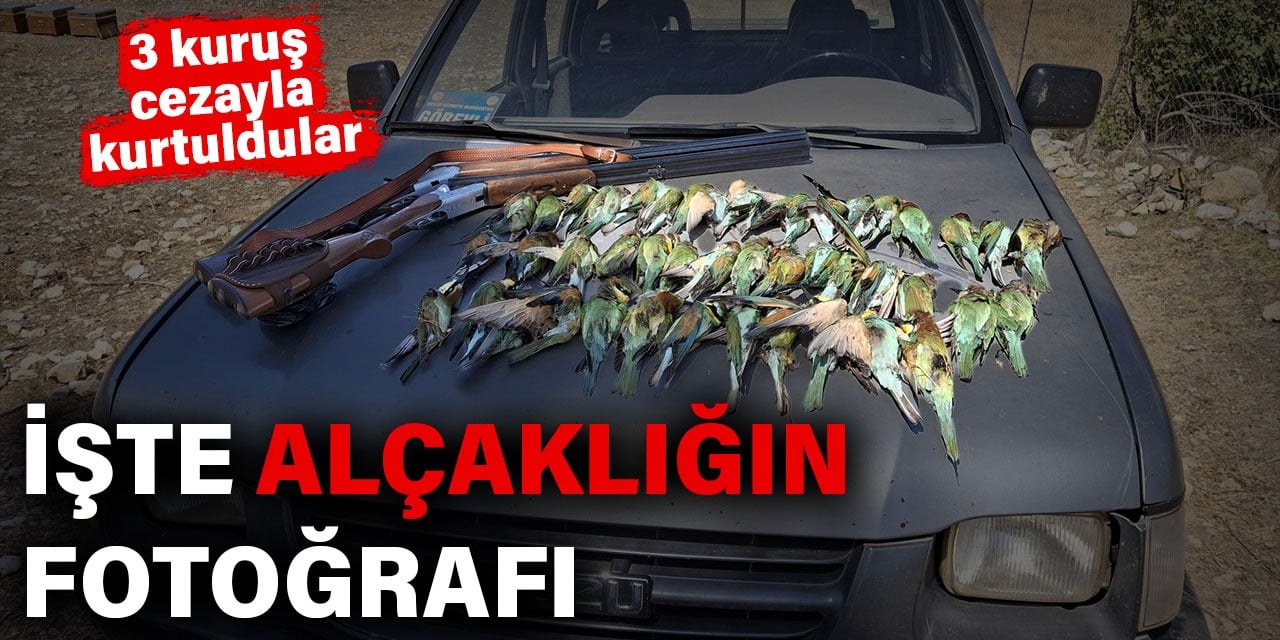 İşte alçaklığın fotoğrafı. Koruma altındaki 45 arı kuşunu öldürdüler