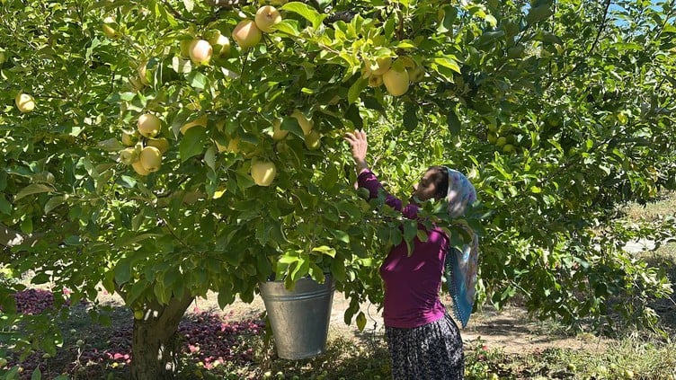 Niğde'de hasadı başladı: 170 bin ton rekolte bekleniyor