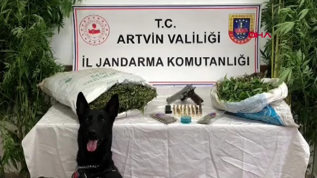 Artvin'de uyuşturucu operasyonunda 15 kilo 500 gram esrar ele geçirildi!