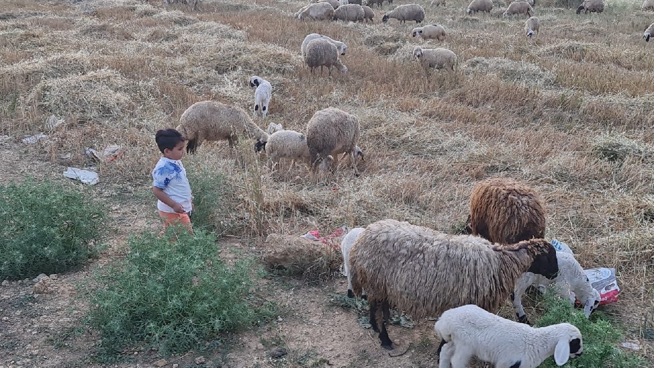 Koyun, keçi, sığır ve inek sahipleri dikkat 'mavi dil' hastalığı!