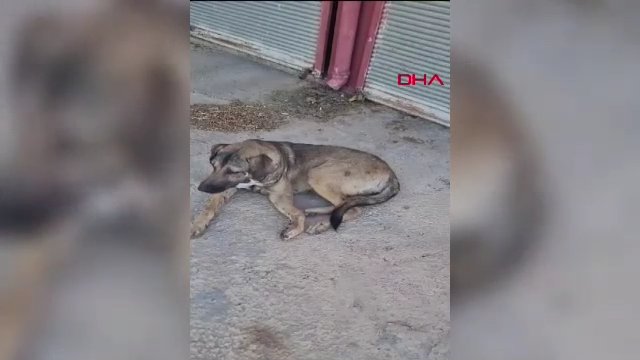 Mardin'de sokak köpeğinin kırılan ayağı alçıya alındı