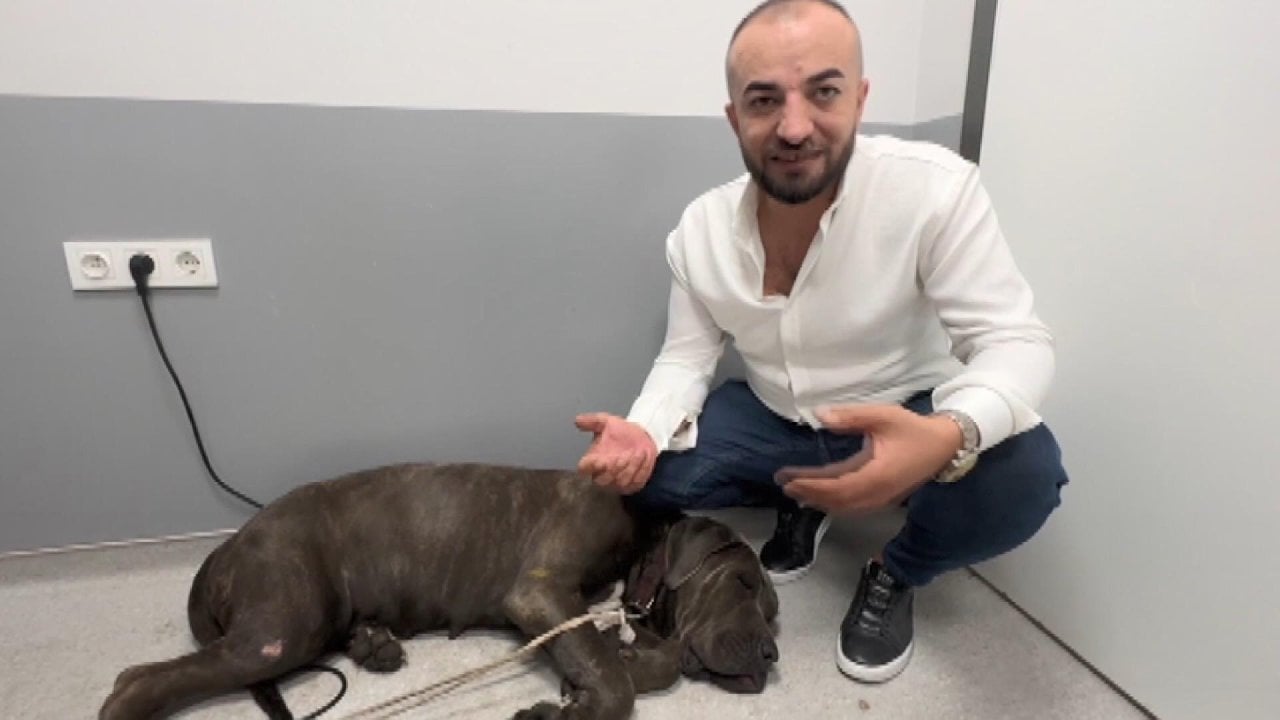 Taksi şoförü çarptığı köpeğin başından ayrılmadı "Çarptığım bir insan da olabilirdi''