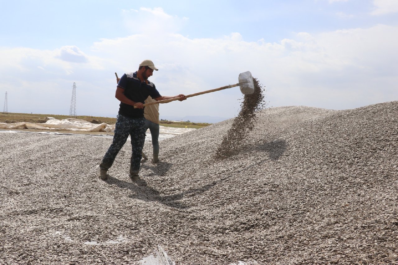 Ağrı dağı eteklerinde hasadı başladı. 10 bin ton rekolte bekleniyor