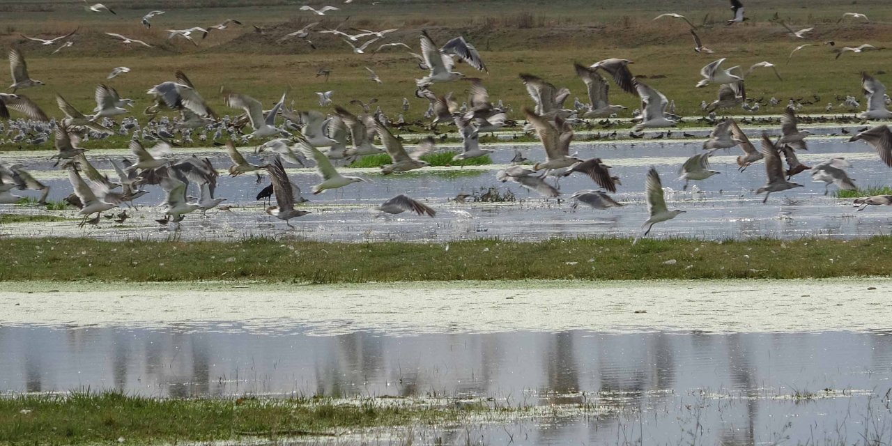 Yağan yağmurlar Erzurum Ovası'na binlerce kuş getirdi