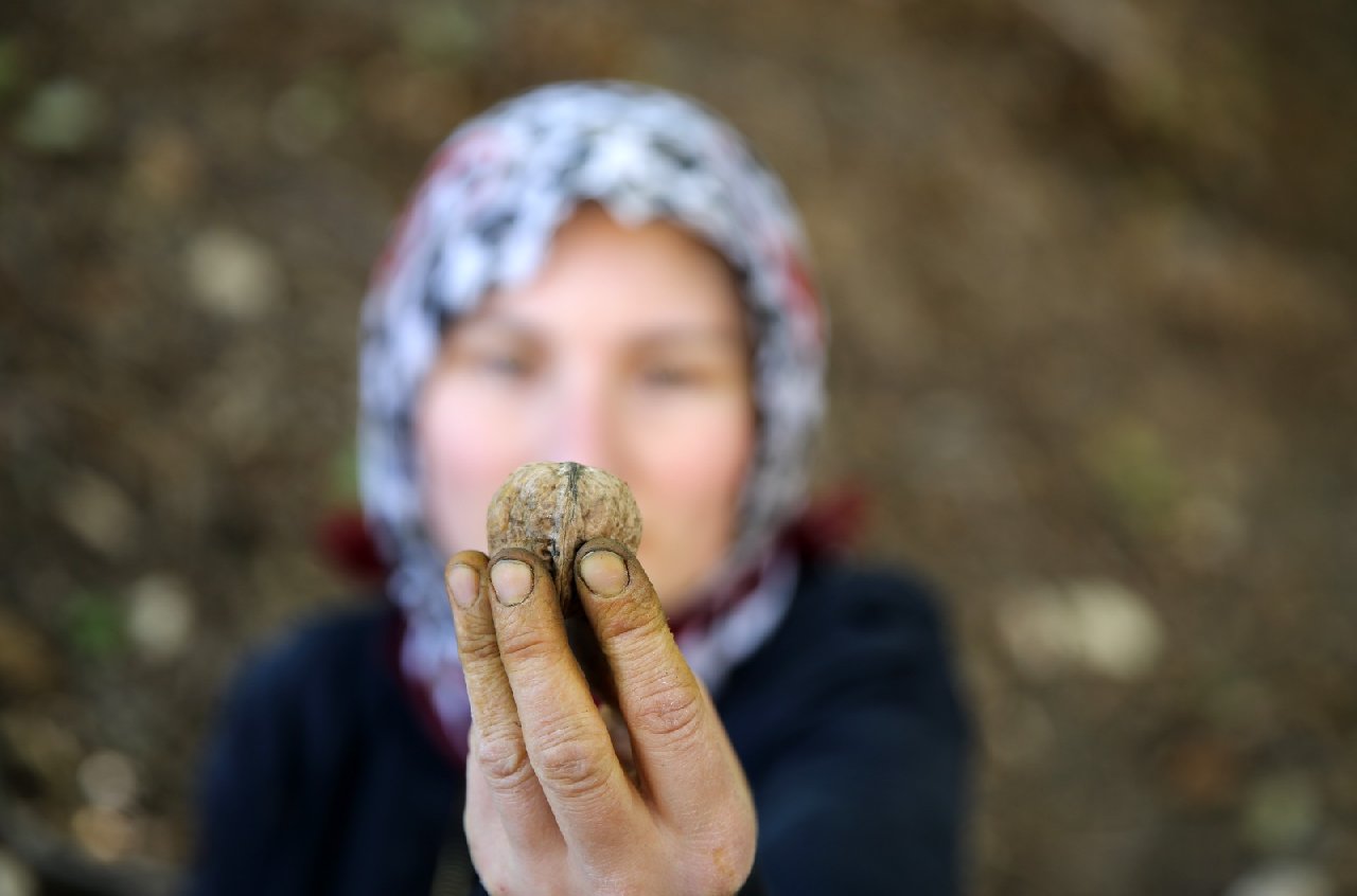 109 yıldır aynı şekilde hasadı tamamlanıyor. Komşu köyler bu yönteme hayran