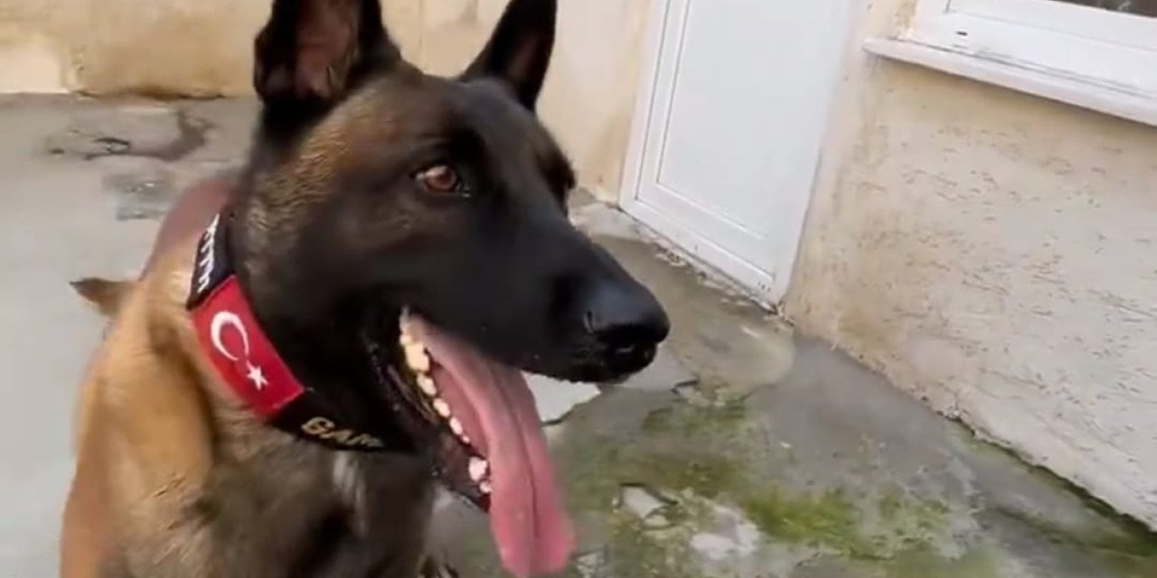 Akıllı kurt köpeği GAMA izleyenleri hayrete düşürdü