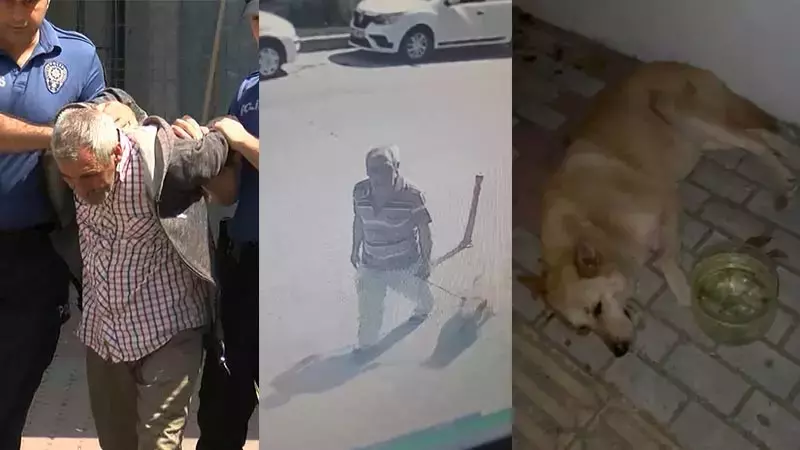 Sokak köpeğini istismar etmişti. Hayvanları Koruma Günü’nde tahliye edildi