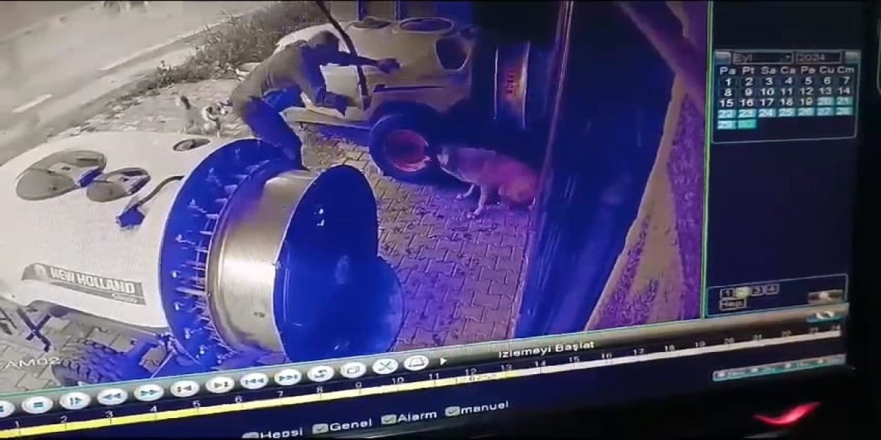 Vicdansız şahıs sokak köpeğini sopayla döverek öldürdü