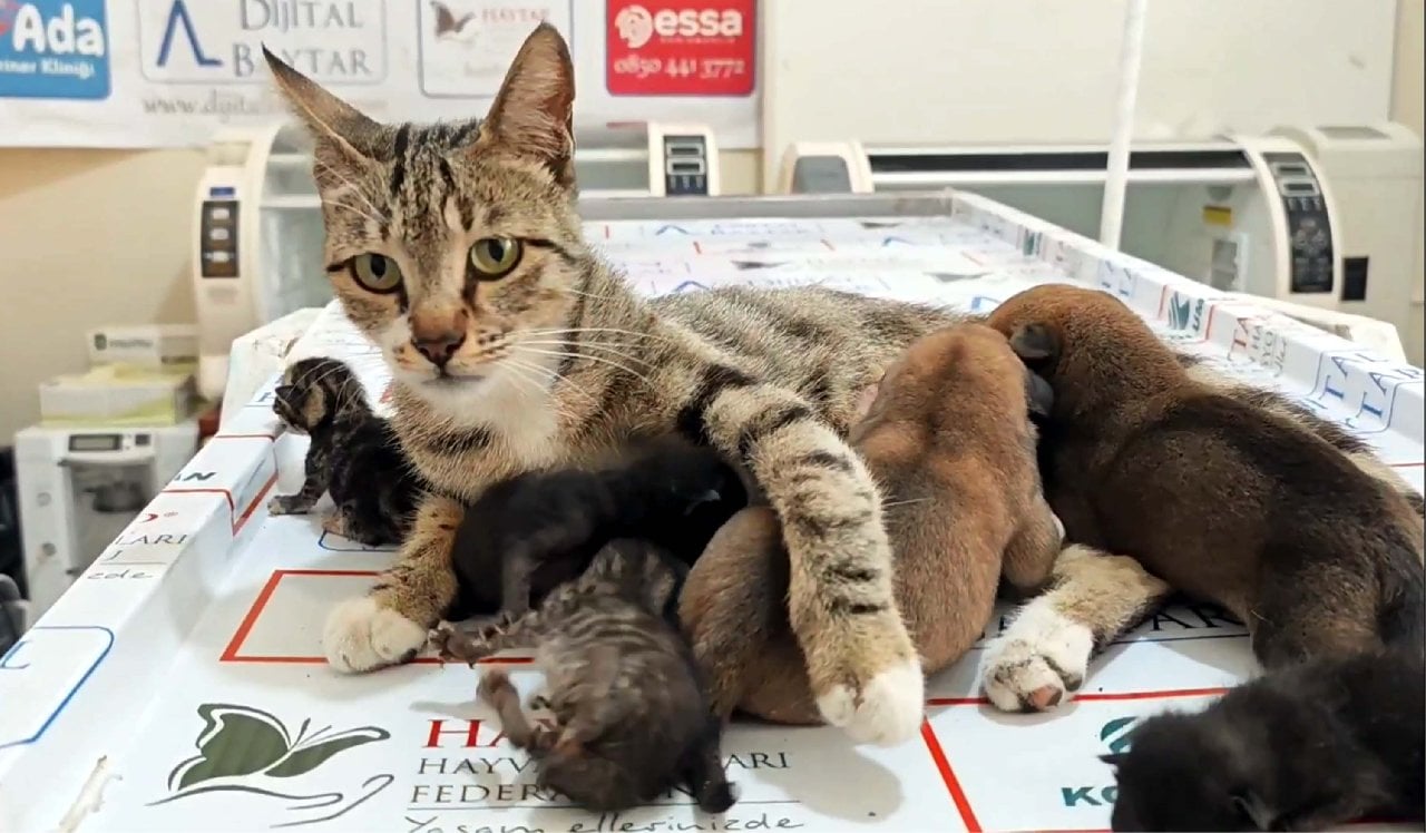 Anne kedi 2 yavru köpeği emzirdi