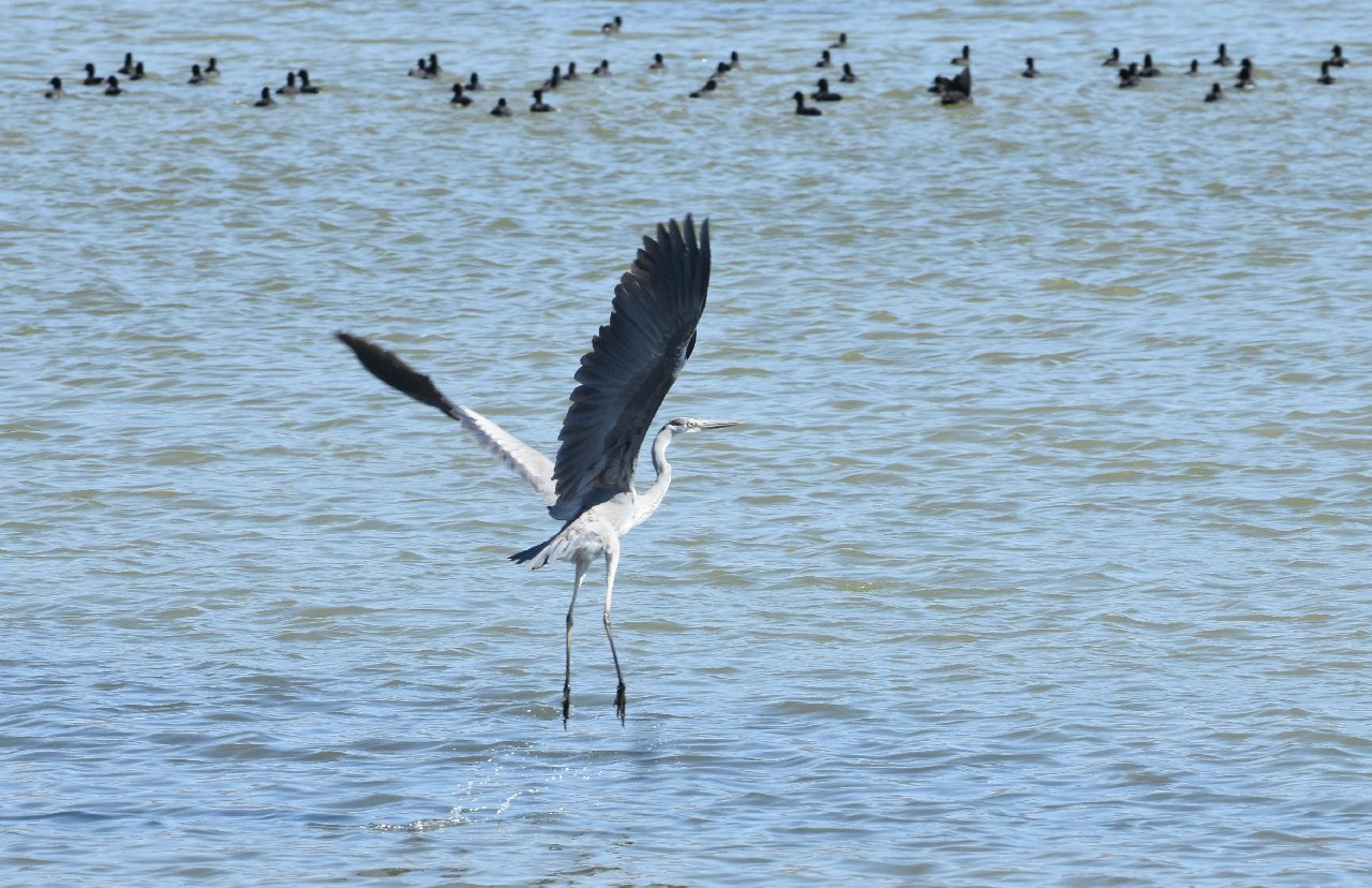 Suyu azaldığı için alarm veren gölde 'flamingo' sürprizi