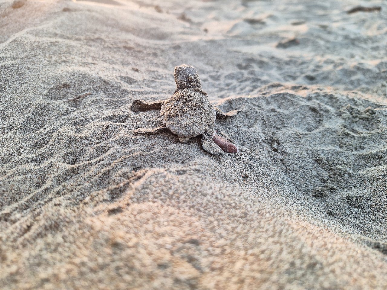 Mersin'de yumurtalarından çıkan kaplumbağa yavruları denizle buluştu