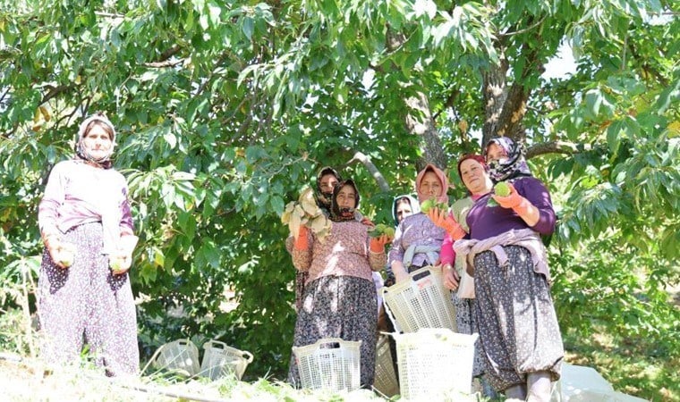 Aydın'da erken başlayan hasat çiftçiye mutluluk getirdi. 'Bunu yerseniz acıkmazsınız'