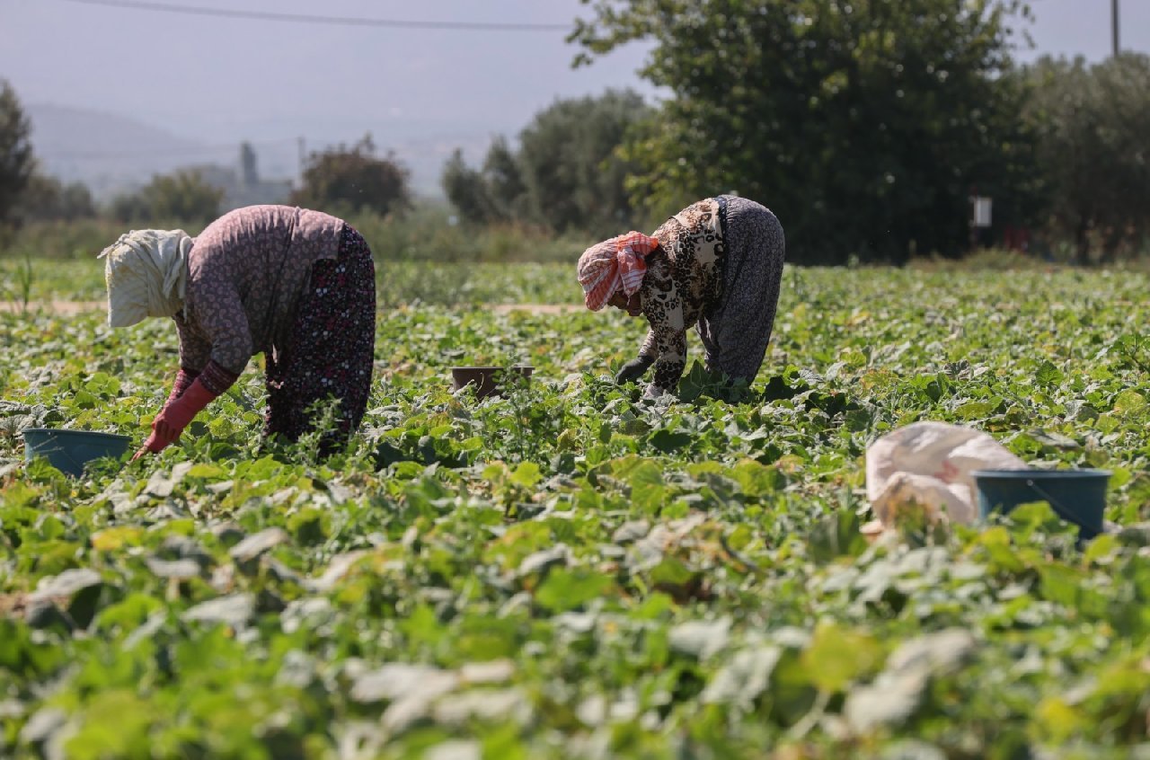 Hasadı eylülde başladı. Küçükleri yurt dışına satılıyor. Elenenler turşu yapılıyor