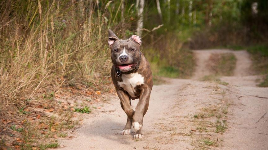 Amerika'da pitbull cinsi köpeklerin saldırısına uğrayan kişi öldü