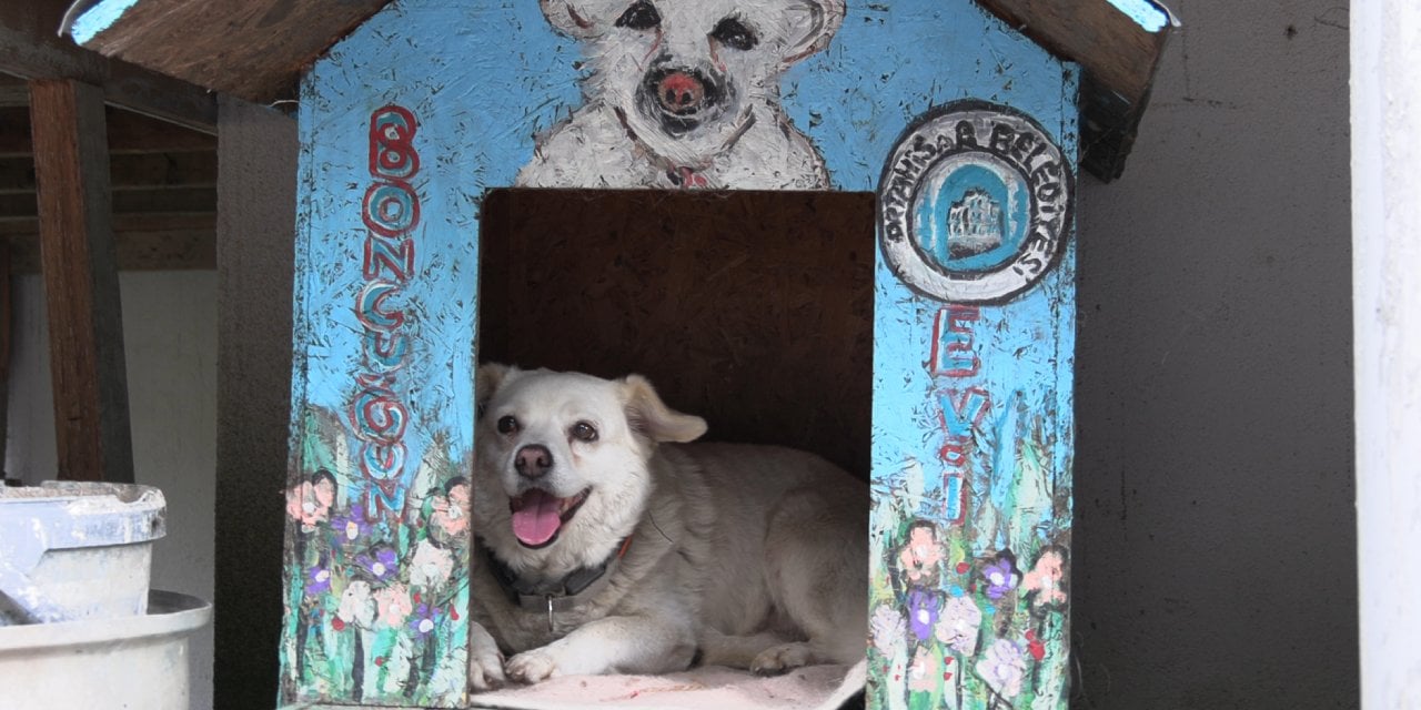 Japonya köpek Boncuk’u konuşuyor! Sürekli arayıp soruyorlar