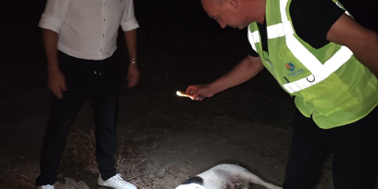 Hatay'da 11 köpek ölü bulundu