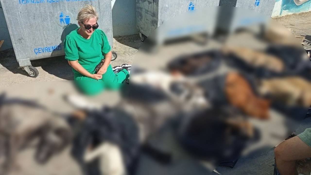 Gebze Belediyesi'nde hayvan katliamı! Onlarca köpeği öldürüp çöpe attılar