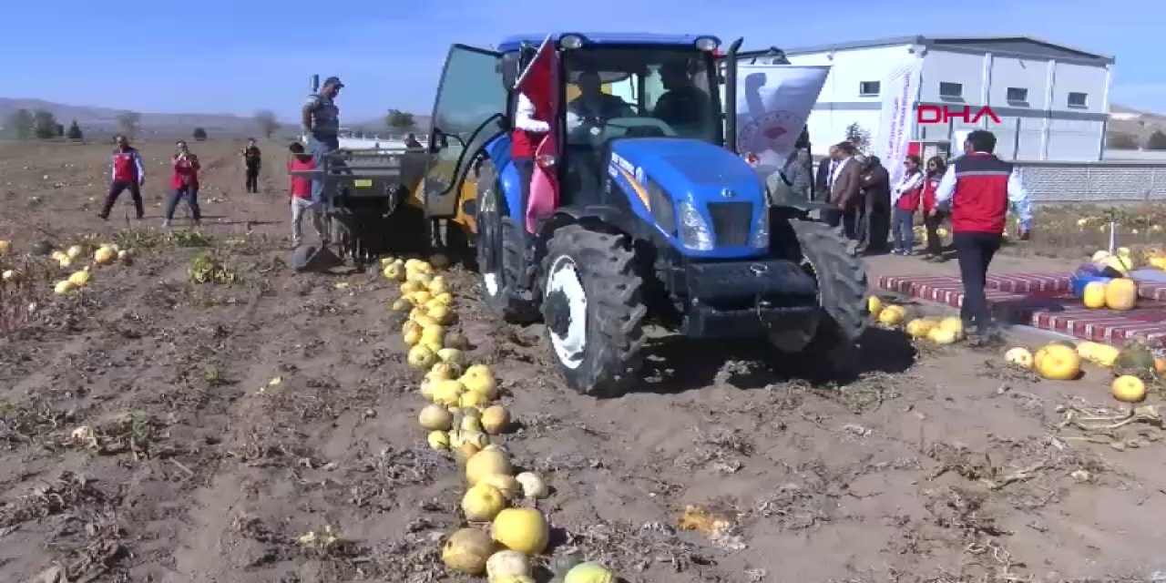 Nevşehir'de çerezlik kabak çekirdeği hasadı başladı