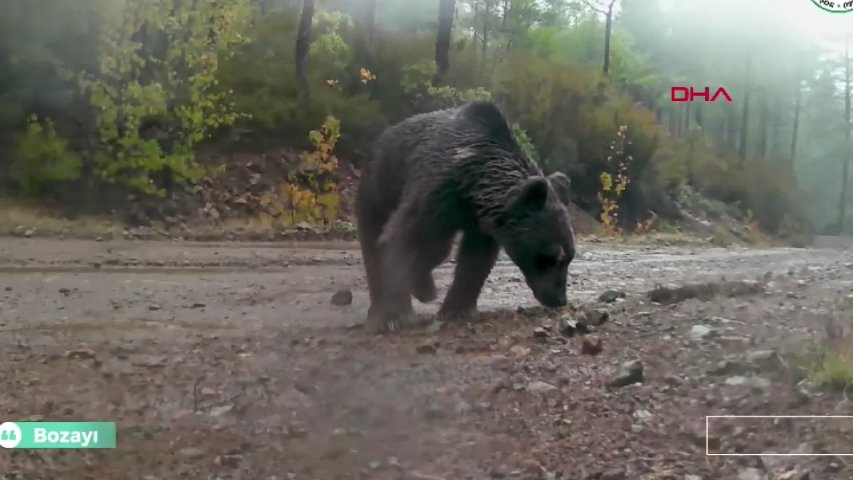 Muğla'da birçok yabani hayvan fotokapanlara yakalandı