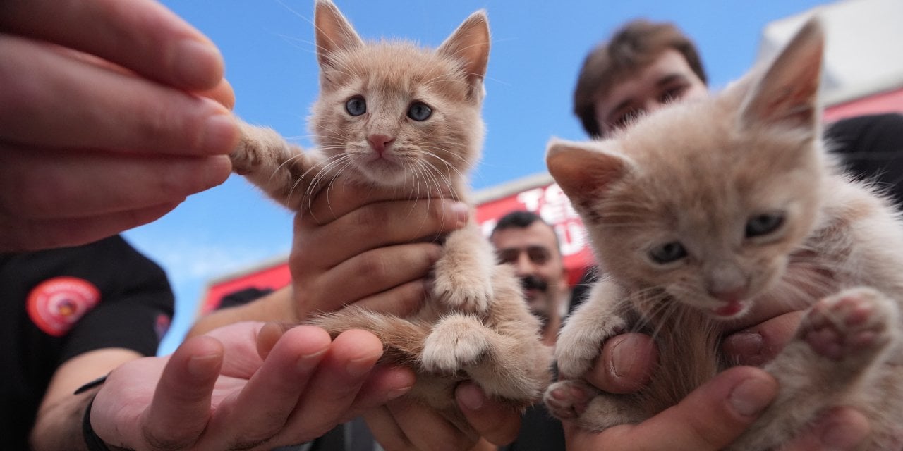 Kurtarılan kedileri itfaiye sahiplendi! Duman ve Alev artık teşkilatın maskotu