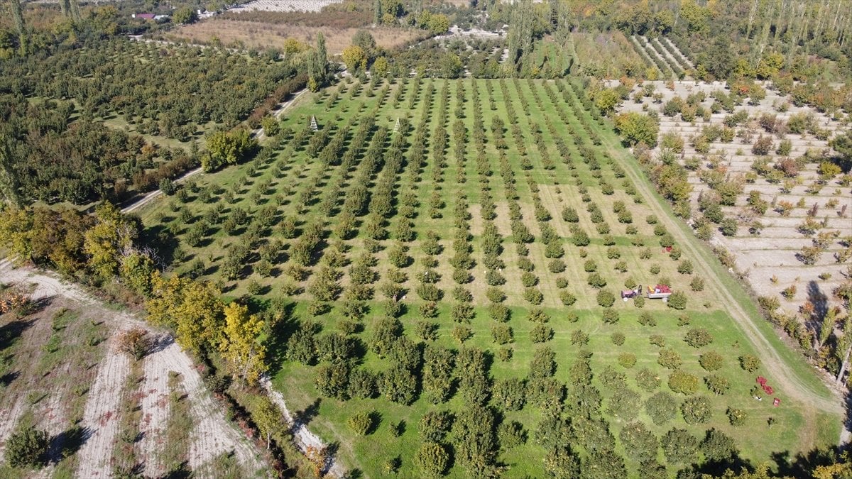 Şifa deposu meyvenin hasadı başladı. Kahverengi kokarca zararı büyüyor