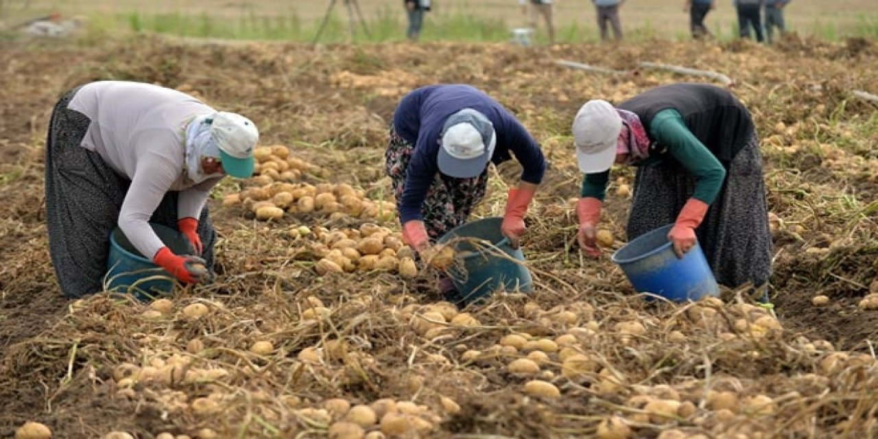 Kayseri'de hummalı patates hasadı mesaisi