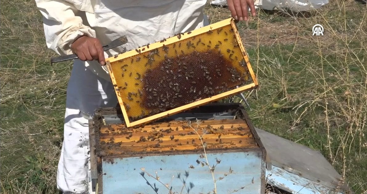 1 kovanla arıcılığa başladı, bu sene 1 ton bal hasadı yaptı