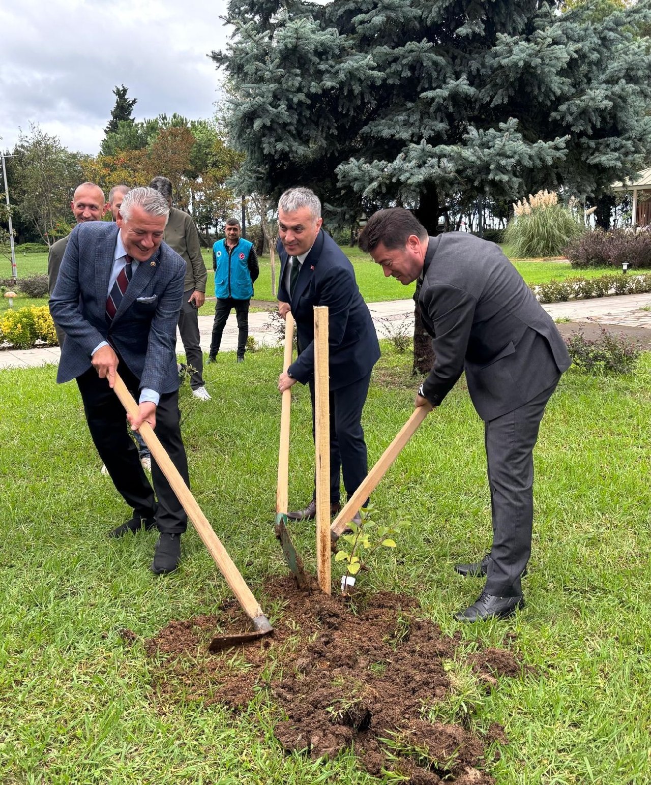 5 bininci Yomra elması fidanı toprağa ekildi