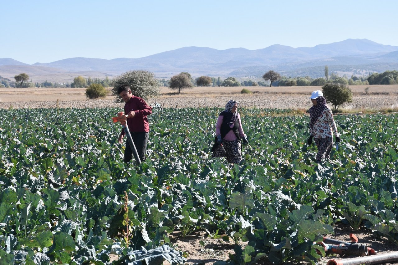 Kilosu tarlada 30 lirayı bulunca çiftçinin yüzü güldü: Bu hafta pazarda 60 liraya satılıyordu