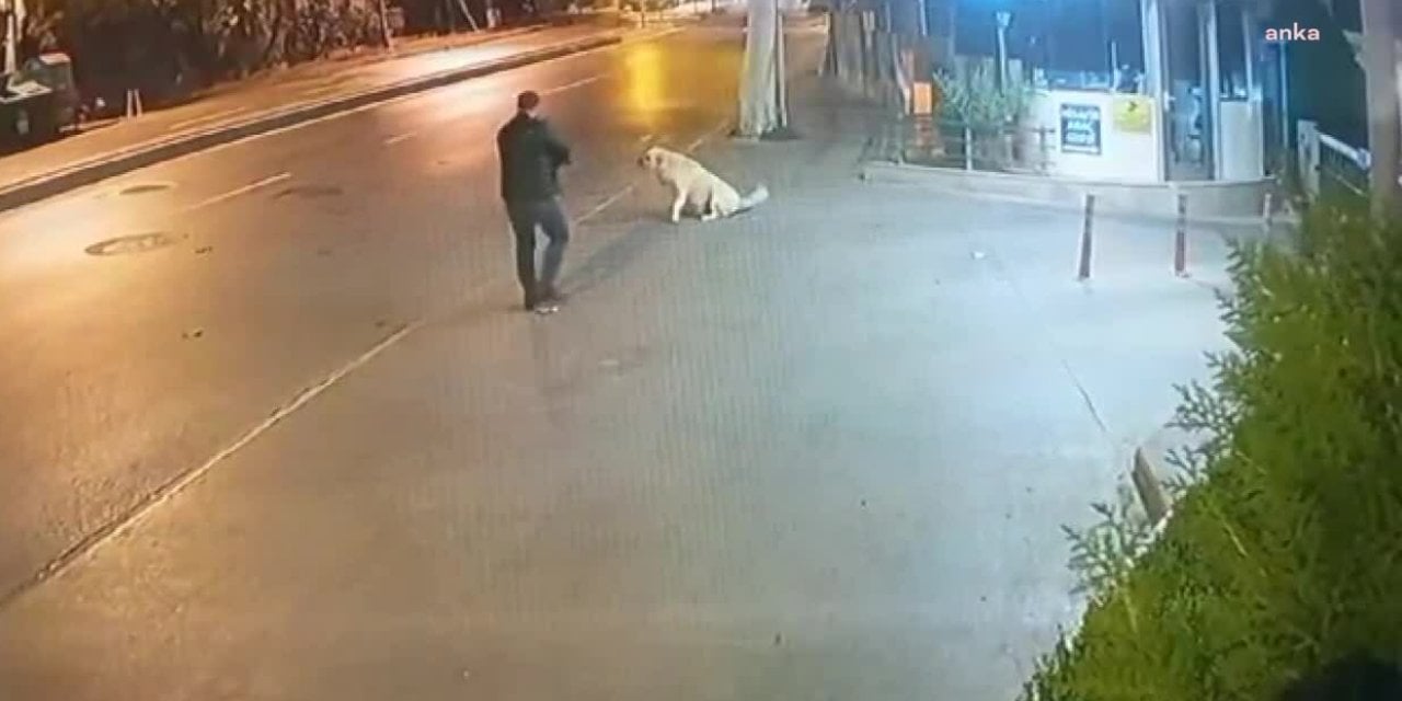 Köpeğe silah çeken şüphelinin dokuz suçtan kaydı çıktı