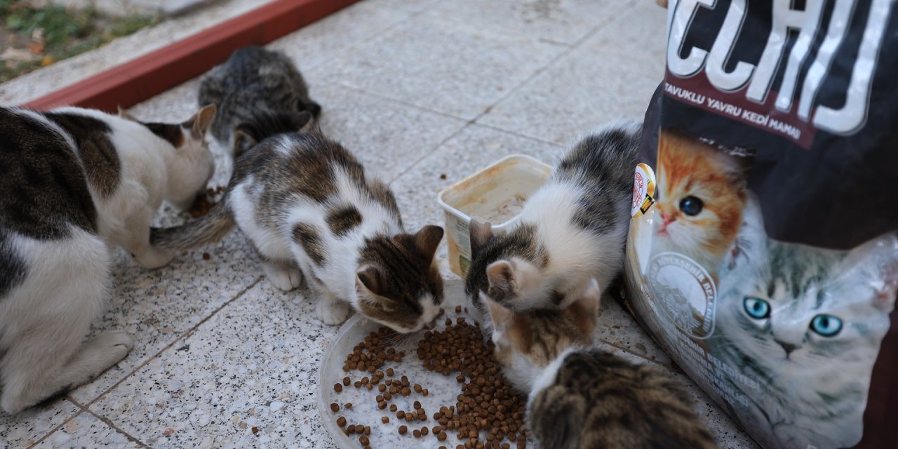 Kedi maması talebi yerine getirildi