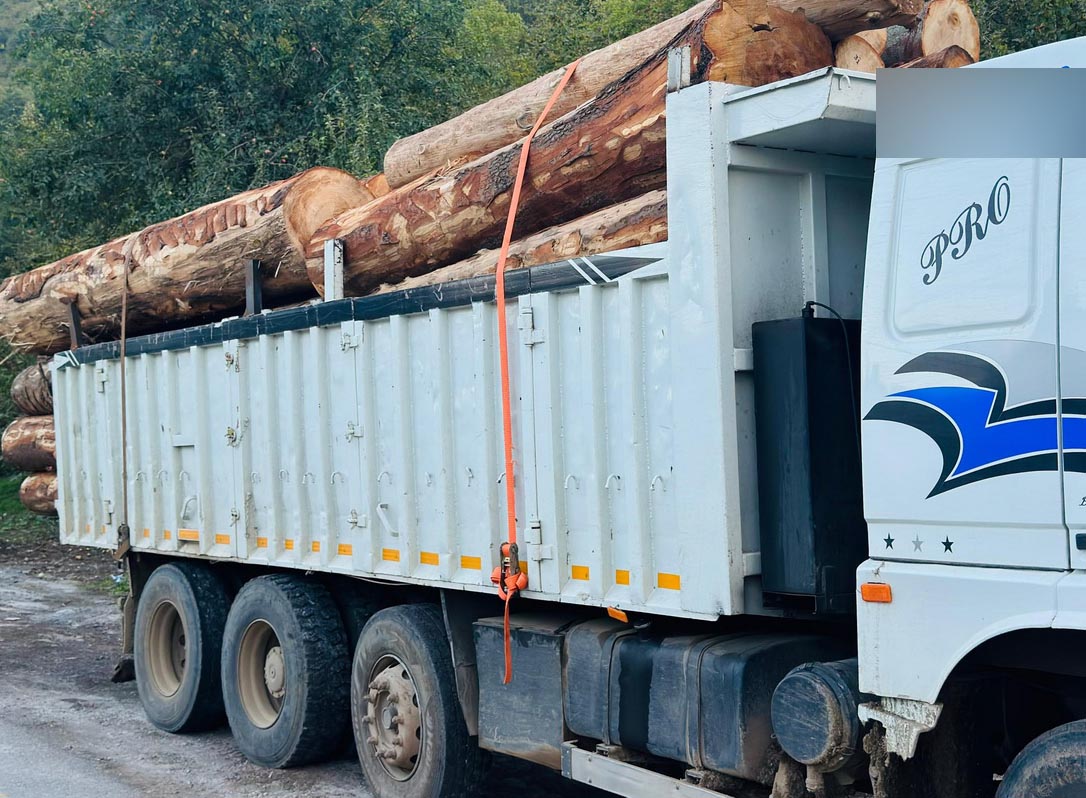 Bolu’da 1000 ağacın kaçak kesildiği iddiasıyla soruşturma