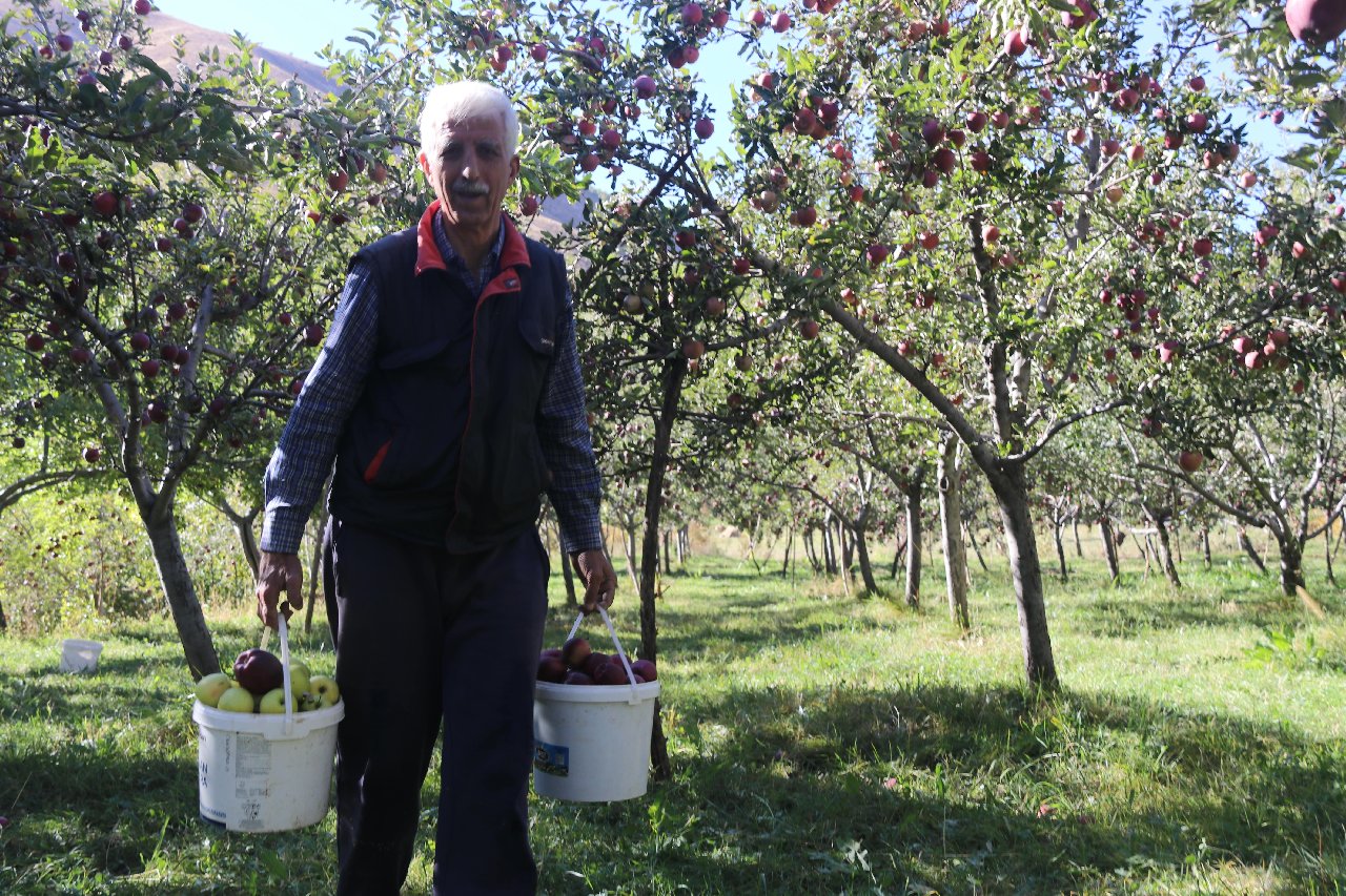 Hobi olsun diye elma fidanı dikti 7 ton hasat yaptı