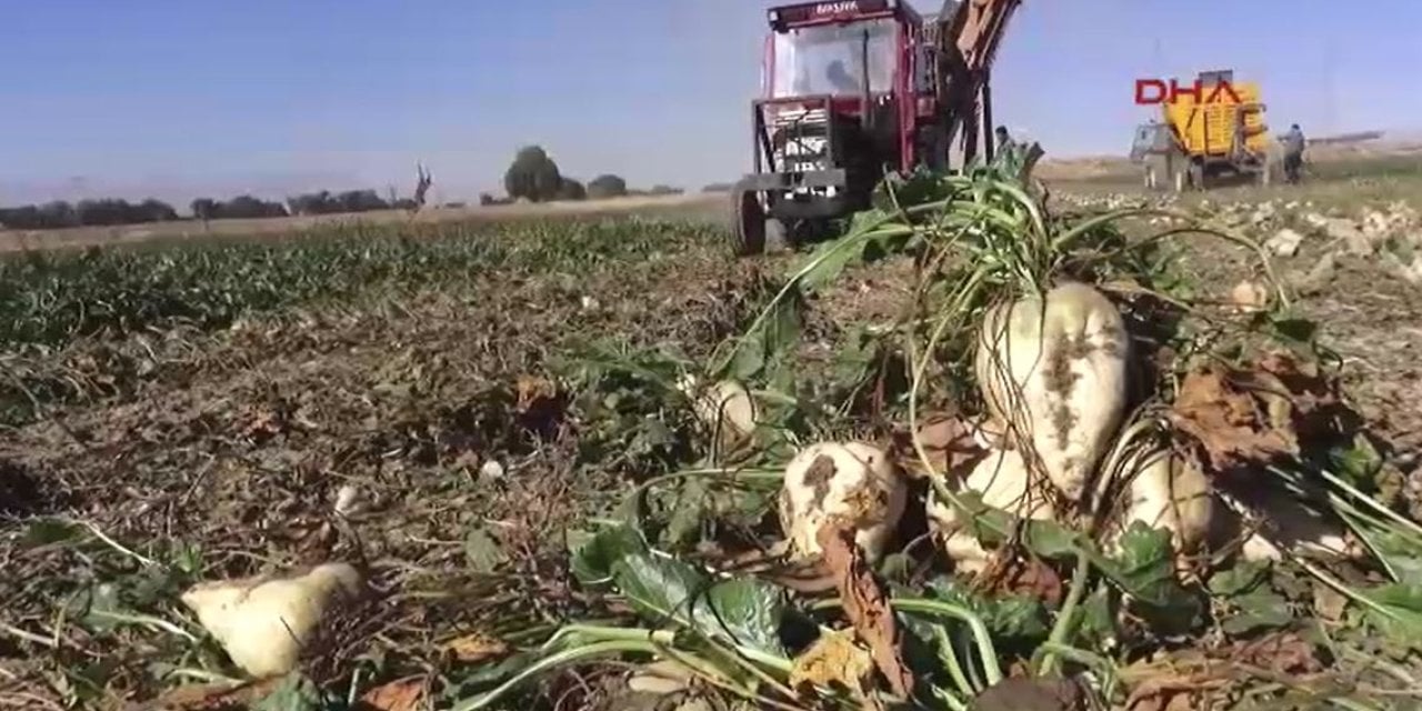 Elbistan'da şeker pancarı rekoltesi yükseldi. Damla sulamaya geçenin yüzü güldü