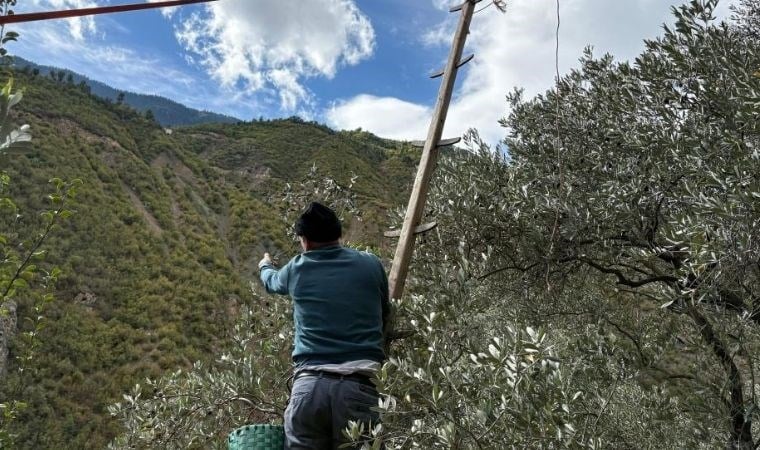 Artvin'de zorlu hasat başladı. Metrelerce yükseklikten tek tek toplanıyor