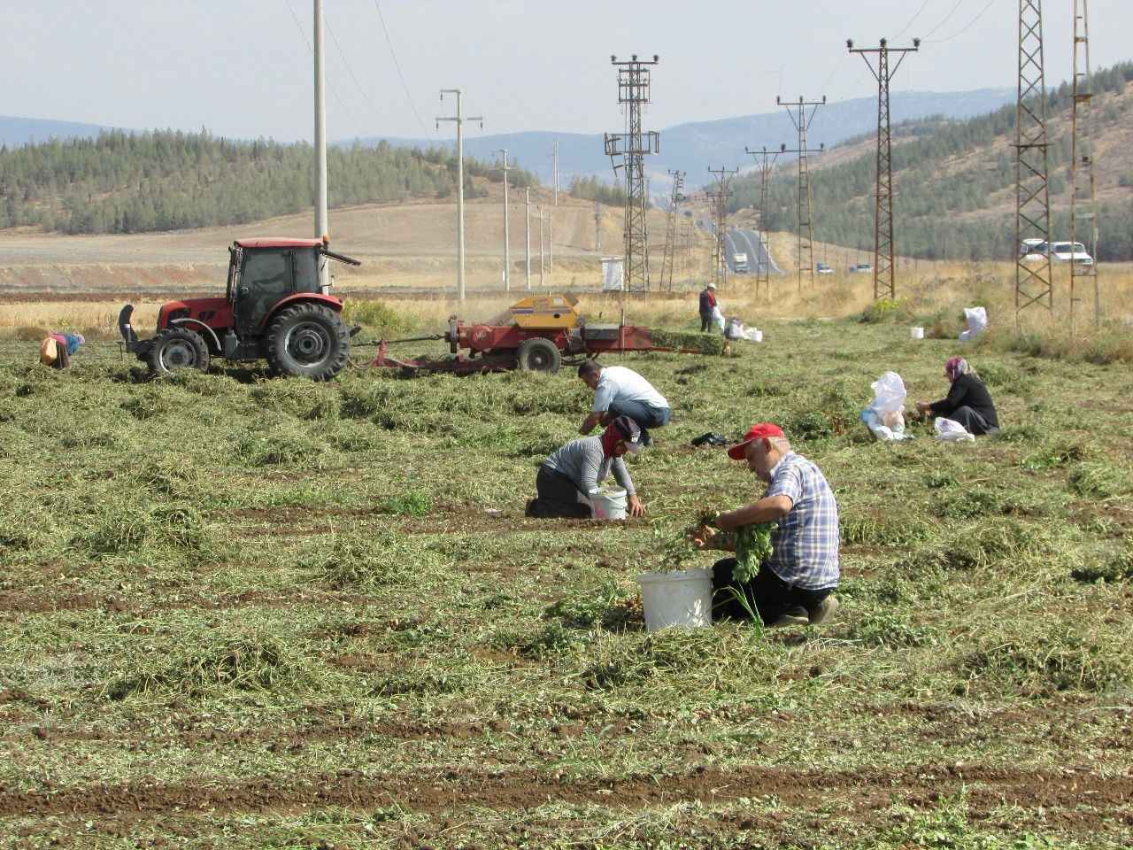 Gaziantep'te hasadı başladı. 15 bin dekar alanda rekolte beklentisi yüksek