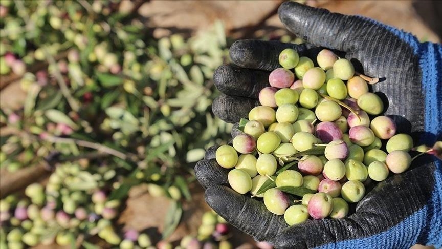 Marmarabirlik zeytin alım fiyatlarını açıkladı