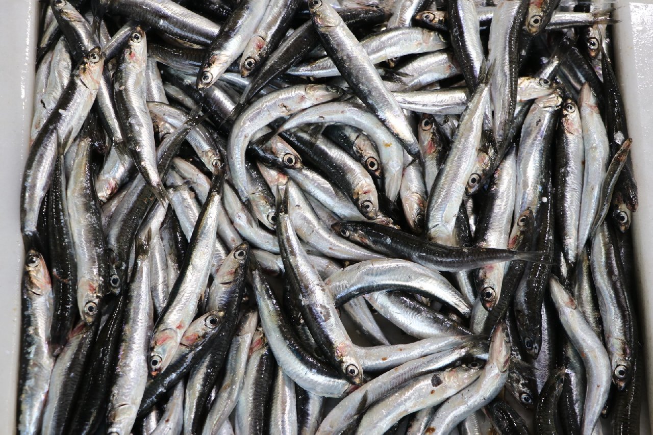 Balıkçılar "palamudun bol olduğu yıllarda hamsi az olur" dedi. Nedeni böyle açıkladı