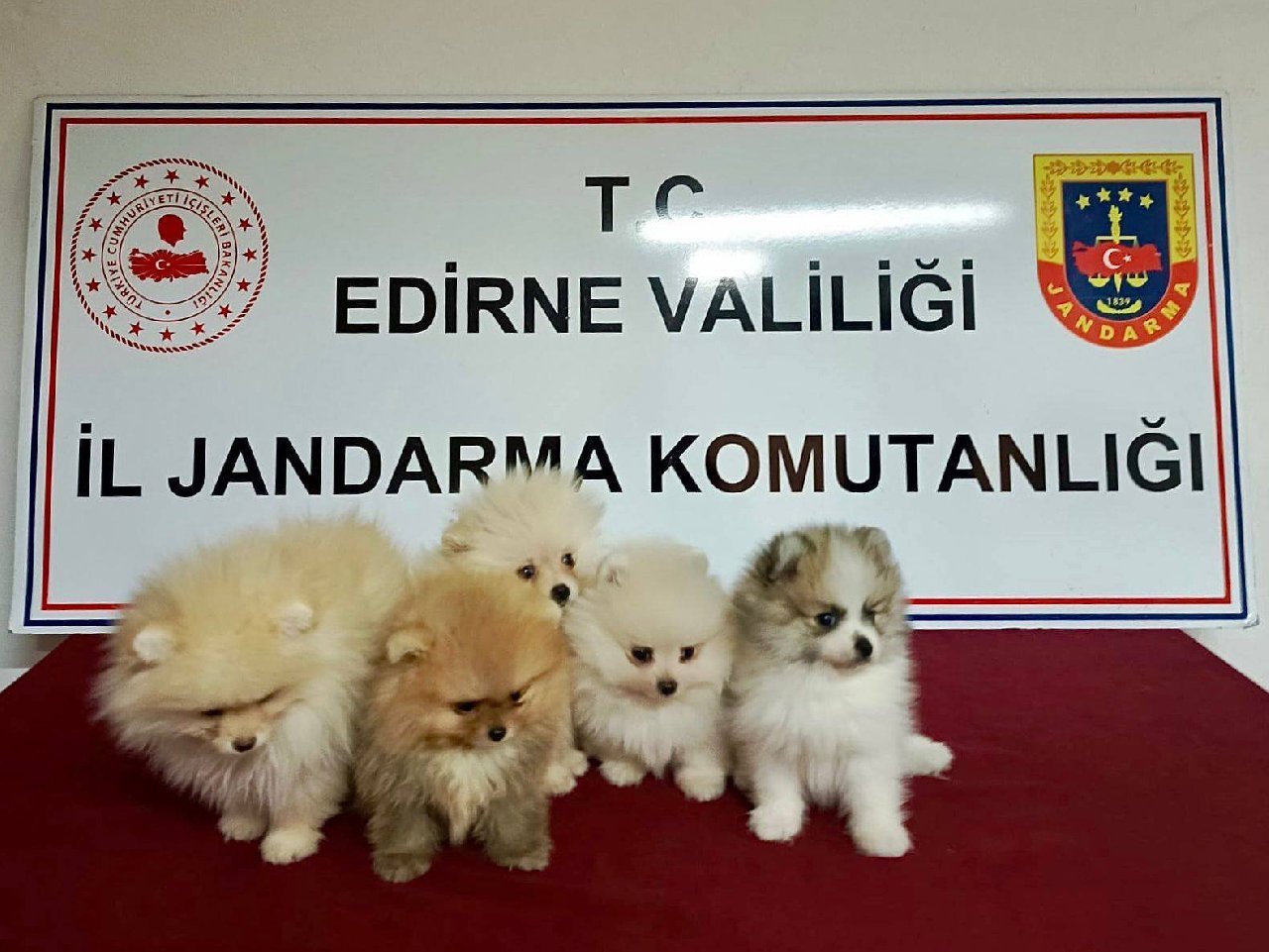 Edirne'de yurt dışından kaçak sokulmaya çalışılan 5 cins yavru köpek ele geçirildi