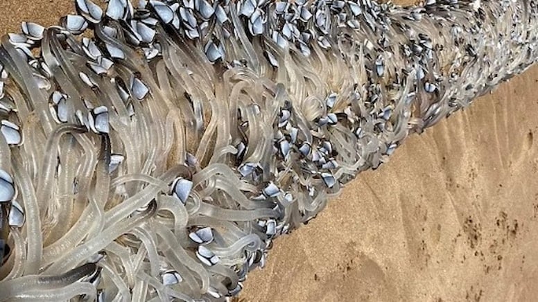 Sahile 3 metre gövdesi olan "garip bir yaratık" vurdu