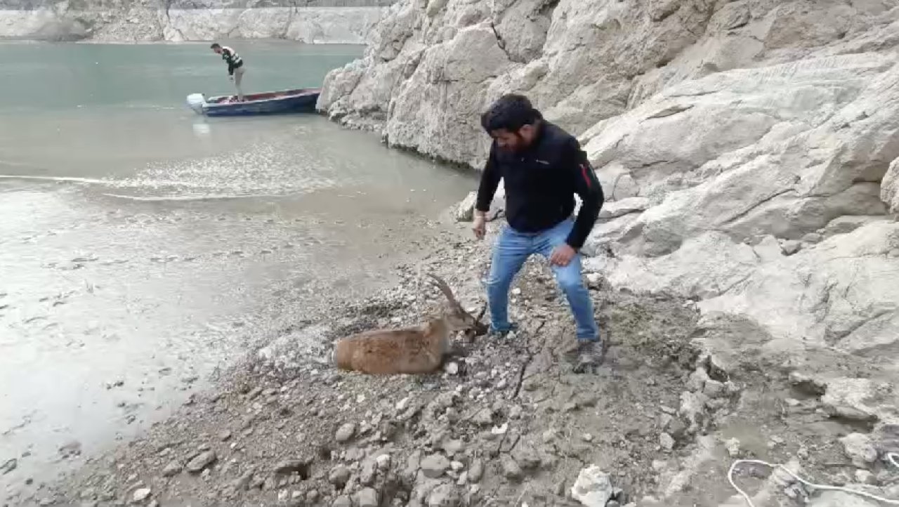 Balçığa saplanan dağ keçisini 3 arkadaş kurtardı