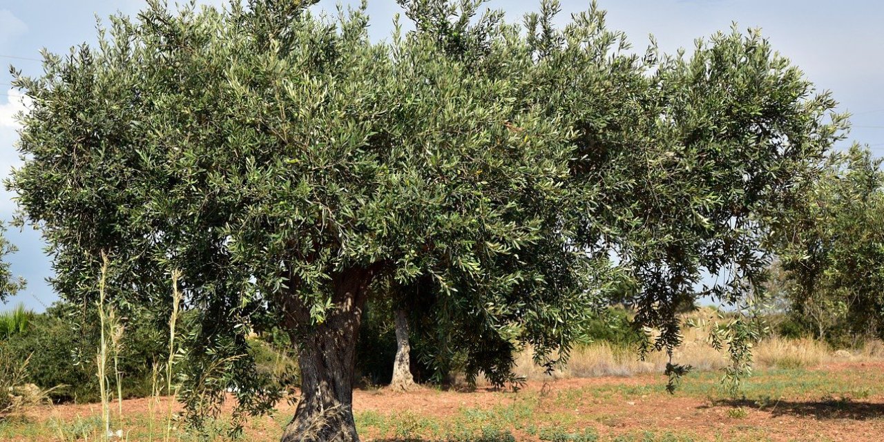 Uyuşturucuları zeytin ağacına sakladılar